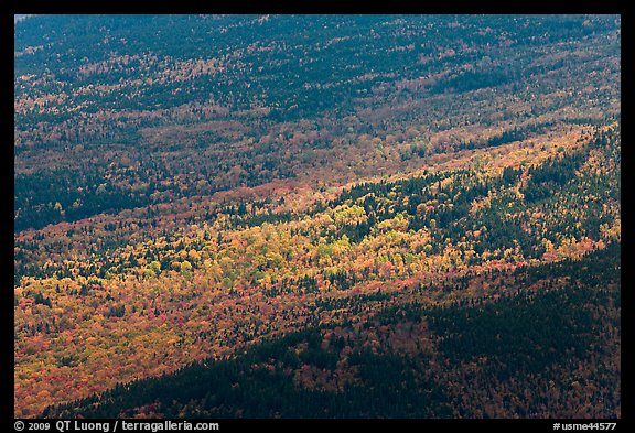 Spotlight highlight trees in fall colors. Baxter State Park, Maine, USA