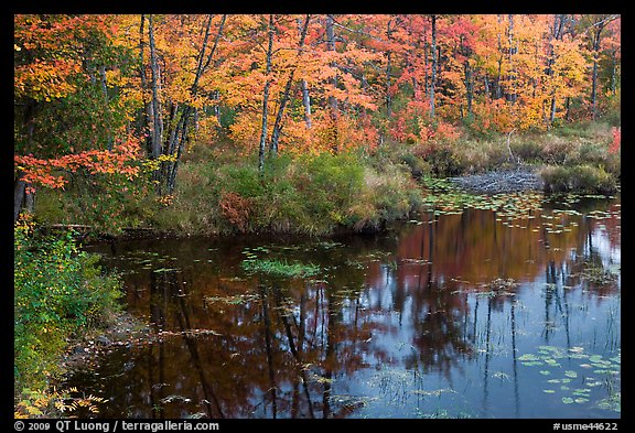 Pond surrounded by trees in fall colors. Maine, USA