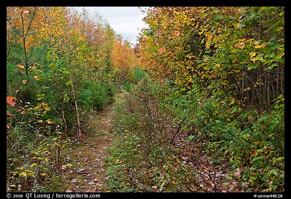 Overgrown road. Allagash Wilderness Waterway, Maine, USA (color)