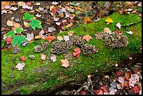 Mushrooms growing on moss-covered log in autumn. Allagash Wilderness Waterway, Maine, USA
