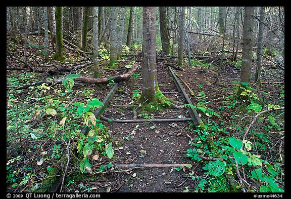 Tree growing in middle of abandonned railroad track. Allagash Wilderness Waterway, Maine, USA (color)