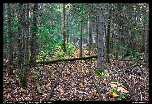 Abandonned railroad tracks in forest. Allagash Wilderness Waterway, Maine, USA