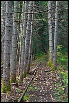 Forest reclaiming railway tracks. Allagash Wilderness Waterway, Maine, USA