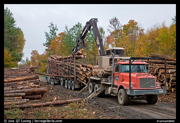 Logging operation loading tree trunks onto truck. Maine, USA