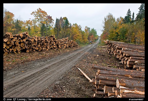 Forestry road with logs on both sides. Maine, USA (color)