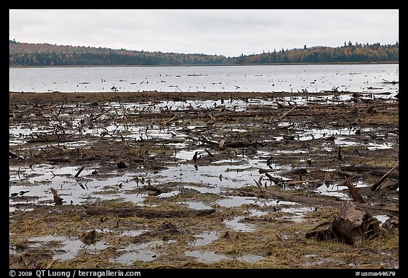 Dead trees and stumps, Round Pond. Allagash Wilderness Waterway, Maine, USA