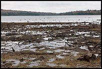 Dead trees and stumps, Round Pond. Allagash Wilderness Waterway, Maine, USA