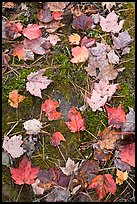 Red fallen maple leaves, moss and rock. Allagash Wilderness Waterway, Maine, USA