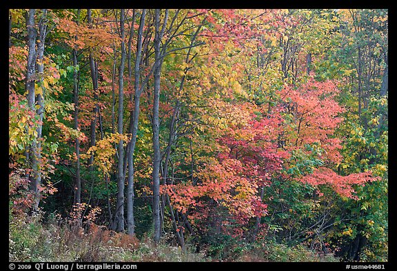 North woods trees with dark trunks in autumn foliage. Allagash Wilderness Waterway, Maine, USA (color)