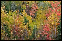 Northwoods autumn color. Maine, USA ( color)