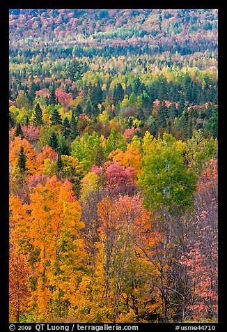 Septentrional forest in the fall. Maine, USA (color)