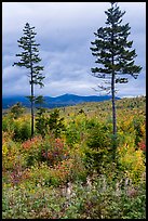 Two spruce trees amongst northern hardwood forest in autumn. Katahdin Woods and Waters National Monument, Maine, USA ( color)