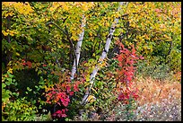 Early forest in autumn with colorful leaves. Katahdin Woods and Waters National Monument, Maine, USA ( color)