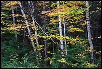 Early forest with birch trees in autumn. Katahdin Woods and Waters National Monument, Maine, USA ( color)