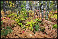 Deciduous northern hardwood forest with lush and colorful undergrowth in autumn. Katahdin Woods and Waters National Monument, Maine, USA ( color)