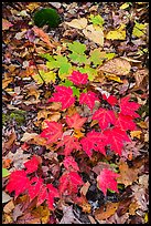 Red and green leaves on forest floor. Katahdin Woods and Waters National Monument, Maine, USA ( color)