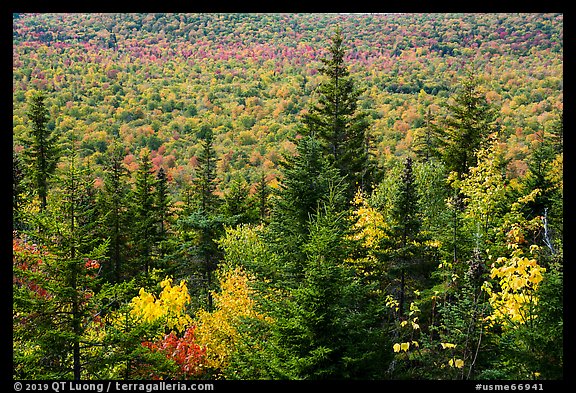 Spruce and valley covered by northern hardwood trees in autumn. Katahdin Woods and Waters National Monument, Maine, USA (color)