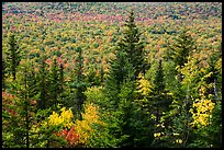 Spruce and valley covered by northern hardwood trees in autumn. Katahdin Woods and Waters National Monument, Maine, USA ( color)