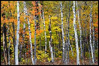 Birch trees and colorful autumn foliage. Katahdin Woods and Waters National Monument, Maine, USA ( color)