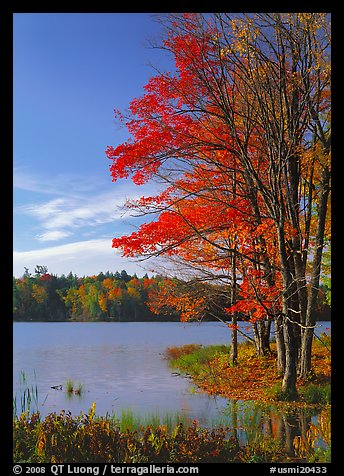Lake with red maple in fall colors, Hiawatha National Forest. USA (color)