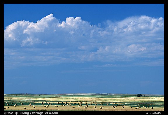 Yellow field with rolls of hay. North Dakota, USA (color)