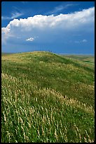 Grassy hills. North Dakota, USA ( color)