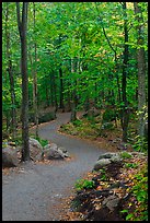 Path in forest, Franconia Notch State Park. New Hampshire, USA (color)