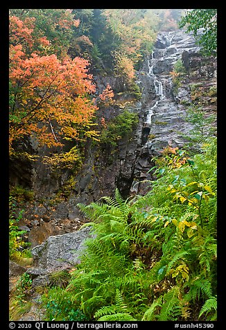 Ferns, cascade, and trees in autumn foliage, Crawford Notch State Park. New Hampshire, USA (color)