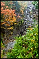 Ferns, cascade, and trees in autumn foliage, Crawford Notch State Park. New Hampshire, USA (color)