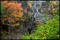 Ferns, watefall, and trees in fall colors, White Mountain National Forest. New Hampshire, USA