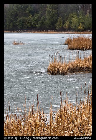 Reeds and frozen pond. Walpole, New Hampshire, USA
