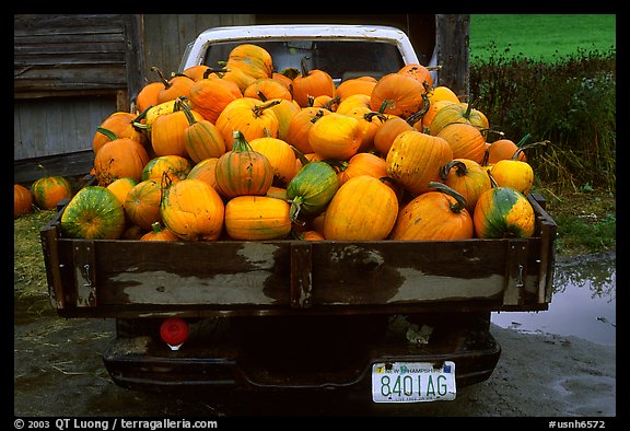 Truck loaded with pumpkins. New Hampshire, USA
