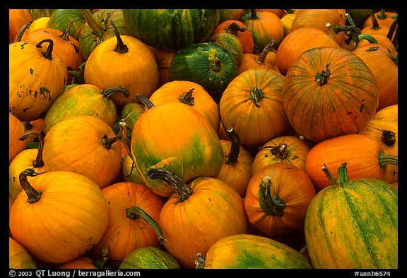 Pumpkins. New Hampshire, USA