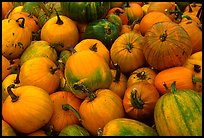 Pumpkins. New Hampshire, USA (color)