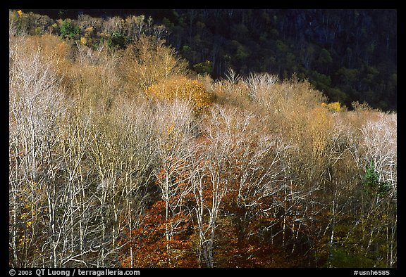 Trees in late autumn, White Mountain National Forest. New Hampshire, USA (color)