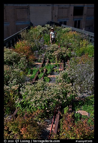 Gardener working on the High Line. NYC, New York, USA (color)