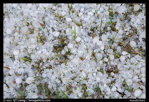 Close-up of hailstones covering meadow grass. Black Hills, South Dakota, USA