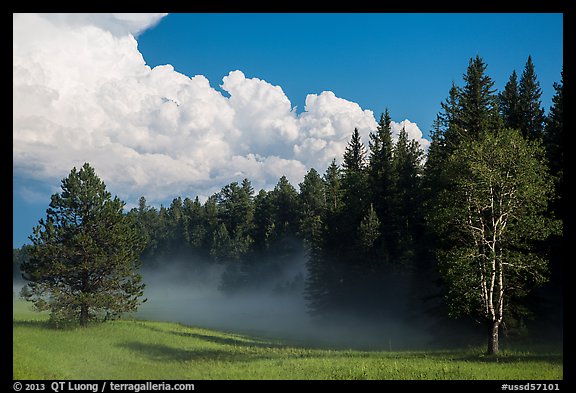Forest, meadow, and cumulonimbus, Black Hills National Forest. Black Hills, South Dakota, USA