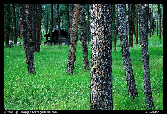Cabins in forest, Custer State Park. Black Hills, South Dakota, USA (color)