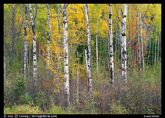 Birch trees and yellow leaves. USA (color)