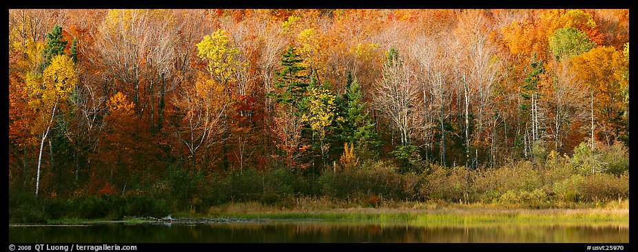 Forest edge in autumn. Vermont, New England, USA (color)