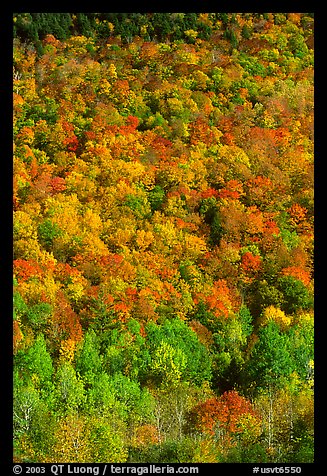 Hillside covered with trees in fall color, Green Mountains. Vermont, New England, USA