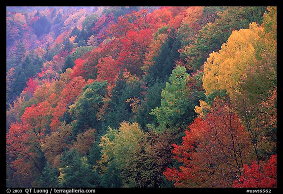 Multicolored trees on hill, Quechee Gorge. Vermont, New England, USA