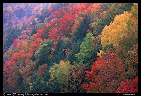 Multicolored trees on hill, Quechee Gorge. Vermont, New England, USA (color)