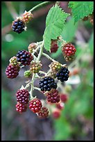 Close-up of blackberries. Hells Canyon National Recreation Area, Idaho and Oregon, USA (color)