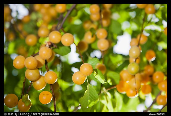 Yellow cherry plums. Hells Canyon National Recreation Area, Idaho and Oregon, USA