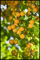 Close-up of cherry plums. Hells Canyon National Recreation Area, Idaho and Oregon, USA (color)