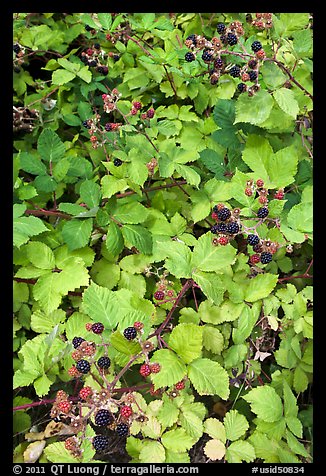 Blackberry bush. Hells Canyon National Recreation Area, Idaho and Oregon, USA