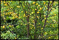 Plum tree with many fruits. Hells Canyon National Recreation Area, Idaho and Oregon, USA