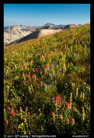 Multicolored wildflowers near Table Mountain. Jedediah Smith Wilderness,  Caribou-Targhee National Forest, Idaho, USA (color)